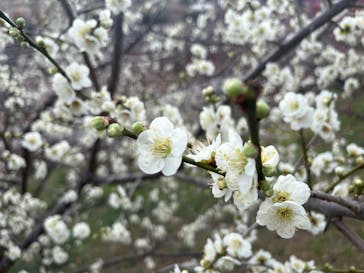 偕楽園本園に投稿された画像（2026/2/23）