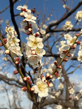 偕楽園本園に投稿された画像（2026/2/23）