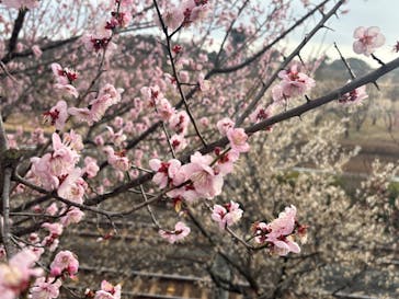 偕楽園本園に投稿された画像（2026/2/23）