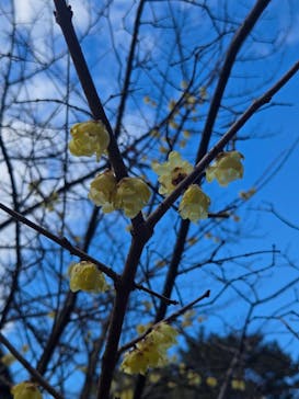 万博記念公園に投稿された画像（2026/2/23）