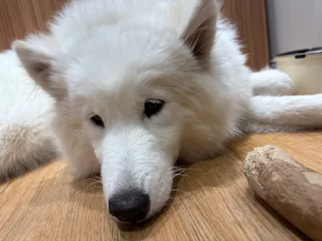 いぬカフェRio 新宿店に投稿された画像（2026/2/23）