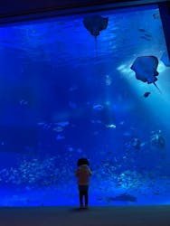 のとじま水族館に投稿された画像（2026/2/23）
