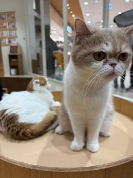 Cat Café MOFF イオンモール広島府中店に投稿された画像（2026/2/23）