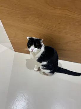 Cat Café MOFF イオンモール広島府中店に投稿された画像（2026/2/23）