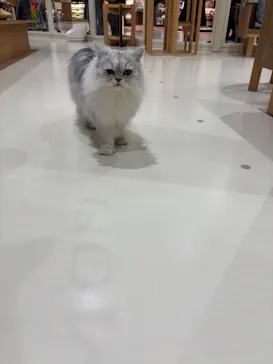 Cat Café MOFF イオンモール広島府中店に投稿された画像（2026/2/23）