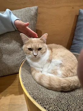 Cat Café MOFF イオンモール広島府中店に投稿された画像（2026/2/23）