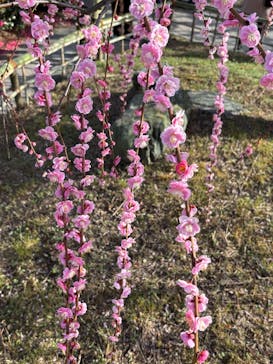 万博記念公園に投稿された画像（2026/2/23）