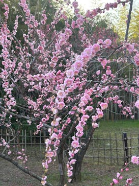 万博記念公園に投稿された画像（2026/2/23）