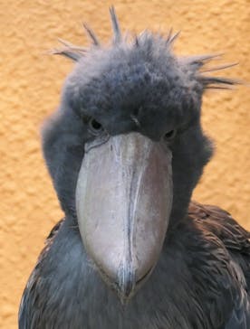 恩賜上野動物園に投稿された画像（2026/2/23）