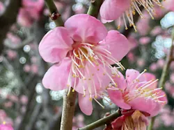 広島県縮景園に投稿された画像（2026/2/23）