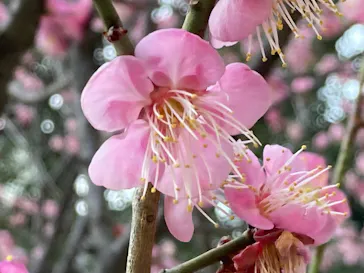 広島県縮景園に投稿された画像（2026/2/23）