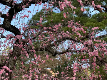 広島県縮景園に投稿された画像（2026/2/23）
