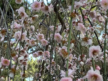 広島県縮景園に投稿された画像（2026/2/23）