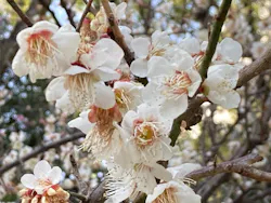 広島県縮景園に投稿された画像（2026/2/23）