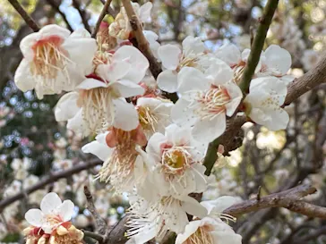 広島県縮景園に投稿された画像（2026/2/23）