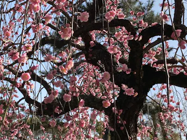 広島県縮景園に投稿された画像（2026/2/23）