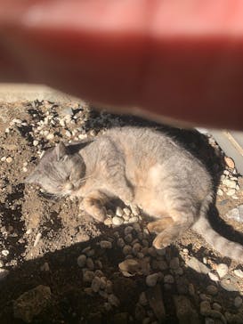 特別展「大絶滅展―生命史のビッグファイブ」に投稿された画像（2026/2/23）