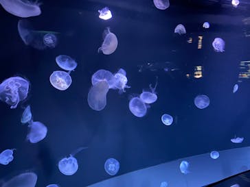サンシャイン水族館に投稿された画像（2026/2/23）
