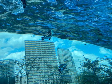 サンシャイン水族館に投稿された画像（2026/2/23）