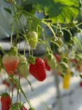 strawberry lab ～farmlab ikaho factory～に投稿された画像（2026/2/23）