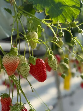strawberry lab ～farmlab ikaho factory～に投稿された画像（2026/2/23）