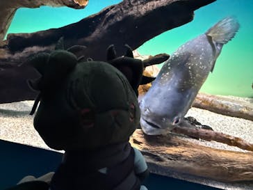 シン・マリホ水族館に投稿された画像（2026/2/23）