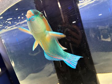 シン・マリホ水族館に投稿された画像（2026/2/23）