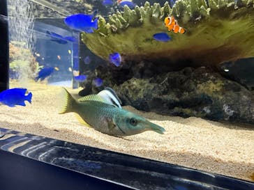シン・マリホ水族館に投稿された画像（2026/2/23）