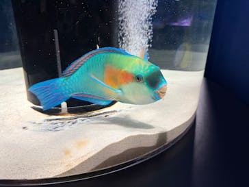 シン・マリホ水族館に投稿された画像（2026/2/23）