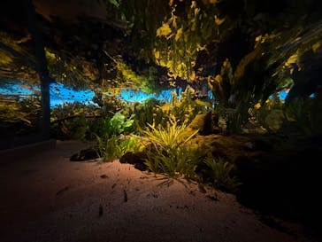 カワスイ 川崎⽔族館に投稿された画像（2026/2/23）