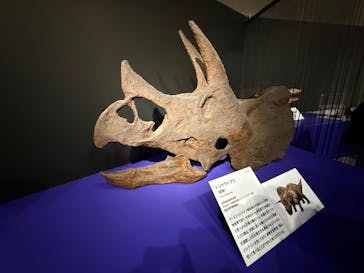 特別展「大絶滅展―生命史のビッグファイブ」に投稿された画像（2026/2/23）