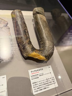 特別展「大絶滅展―生命史のビッグファイブ」に投稿された画像（2026/2/23）