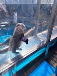 大分マリーンパレス水族館 「うみたまご」に投稿された画像（2026/2/23）