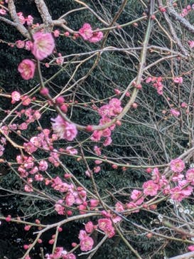 偕楽園本園に投稿された画像（2026/2/23）