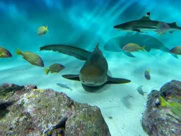 アクアワールド茨城県大洗水族館に投稿された画像（2026/2/23）