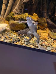 カワスイ 川崎⽔族館に投稿された画像（2026/2/23）