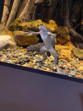 カワスイ 川崎⽔族館に投稿された画像（2026/2/23）