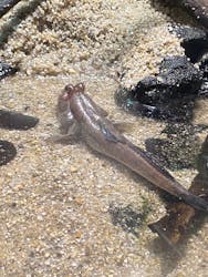 カワスイ 川崎⽔族館に投稿された画像（2026/2/23）