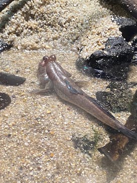 カワスイ 川崎⽔族館に投稿された画像（2026/2/23）