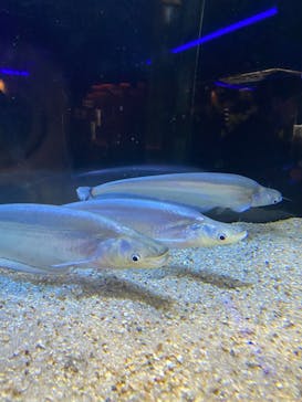 カワスイ 川崎⽔族館に投稿された画像（2026/2/23）