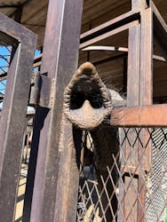 ANIMAL WONDER REZOURT 市原ぞうの国・サユリワールドに投稿された画像（2026/2/23）