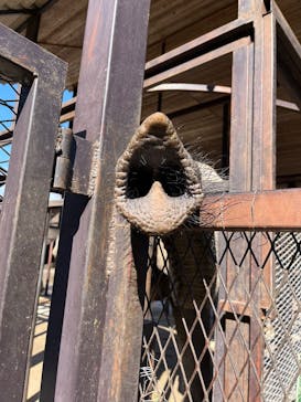 ANIMAL WONDER REZOURT 市原ぞうの国・サユリワールドに投稿された画像（2026/2/23）