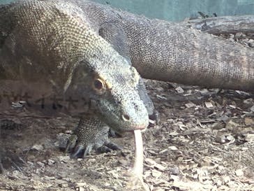 名古屋市東山動植物園に投稿された画像（2026/2/23）