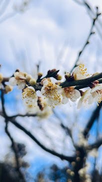 偕楽園本園に投稿された画像（2026/2/23）