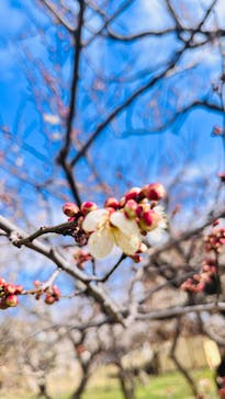 偕楽園本園に投稿された画像（2026/2/23）