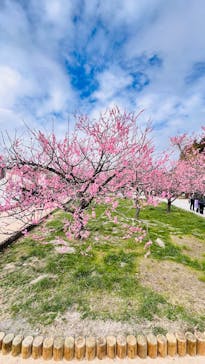 偕楽園本園に投稿された画像（2026/2/23）