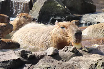 伊豆シャボテン動物公園に投稿された画像（2026/2/23）