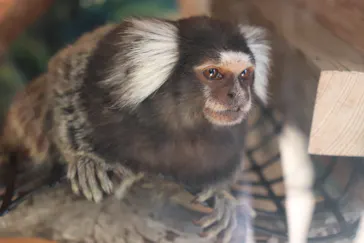 伊豆シャボテン動物公園に投稿された画像（2026/2/23）