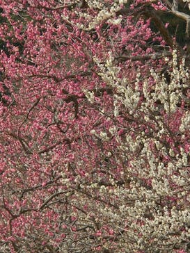 偕楽園本園に投稿された画像（2026/2/23）