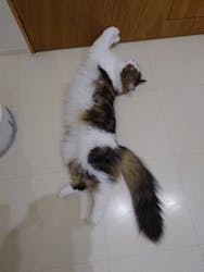 Cat Café MOFF イオンモール豊川店に投稿された画像（2026/2/23）